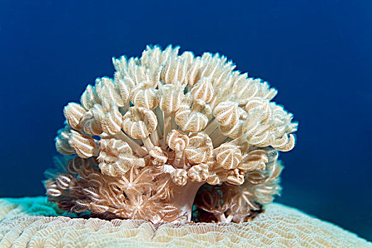 珊瑚,大脑,约旦哈希姆王国,红海,西亚