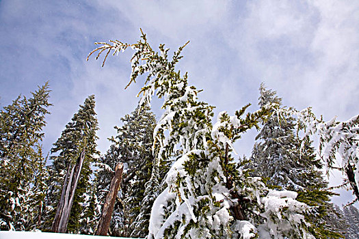 树,雪