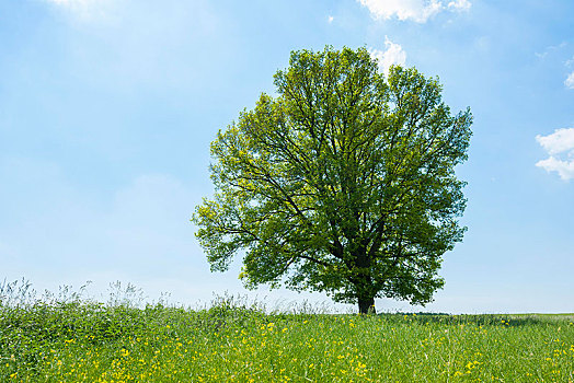 夏栎,栎属,栎树,孤树,图林根州,德国,欧洲