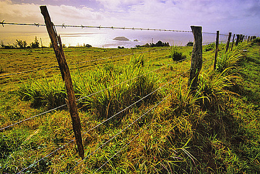 木篱,风景,莫洛凯岛,夏威夷,美国