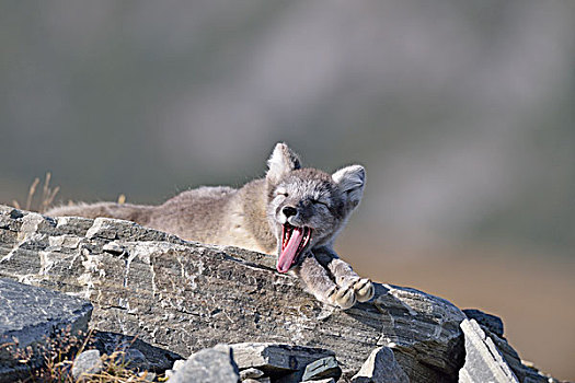 北极狐,狐属,幼兽,躺着,石头,哈欠,国家公园,挪威,欧洲
