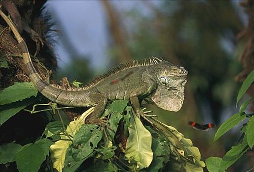 绿鬣蜥,枝头,委内瑞拉