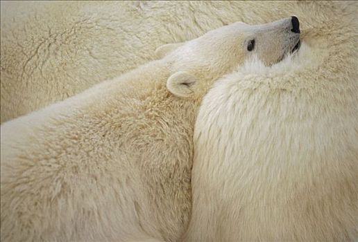 北极熊,幼兽,依偎,母兽,丘吉尔市,曼尼托巴,加拿大