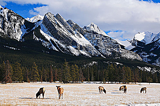 牧群,麋鹿,正面,山脉,碧玉国家公园,艾伯塔省,加拿大