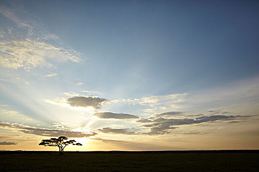 树,太阳,逆光,塞伦盖蒂,坦桑尼亚,非洲