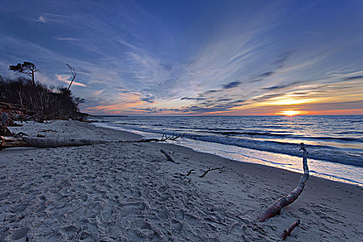 波罗的海,太阳,落日,海岸,岸边,海滩,沙子,树,木头,德国