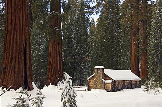 美国,加利福尼亚,优胜美地国家公园,石头,砖,博物馆,巨杉,树,小树林,清新,下雪