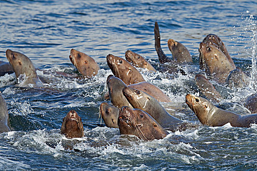 海狮,牧群,游泳,紧,群,威廉王子湾,阿拉斯加,冬天