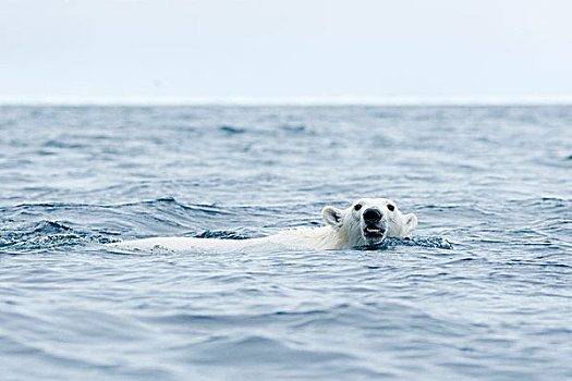 挪威,斯瓦尔巴群岛,斯匹次卑尔根岛,北极熊,成年,海岸