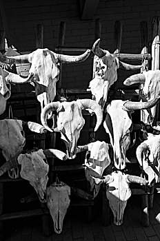 母牛,头骨,牛角,悬挂,户外,谷仓,圣达菲,新墨西哥,美国