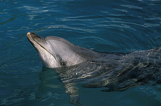 斑海豚,花斑原海豚,头部,成年,水面,巴哈马