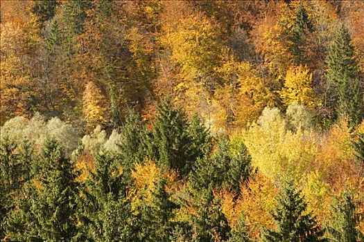 秋天,山毛榉,巴伐利亚,德国