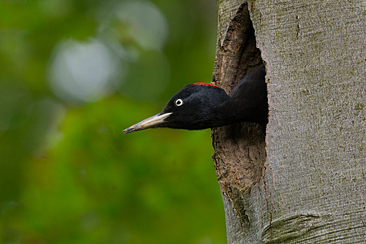 黑啄木鸟,彼特堡,莱茵兰普法尔茨州,德国,欧洲