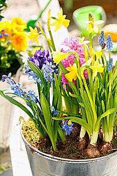早,开花植物,春花,洋葱,植物,容器