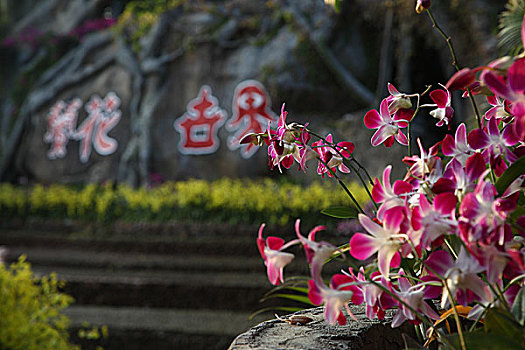 南山兰花节