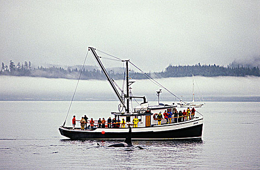 游客,观鲸,不列颠哥伦比亚省,加拿大