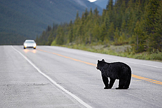 黑熊,美洲黑熊,冰原大道,班芙国家公园,艾伯塔省,加拿大