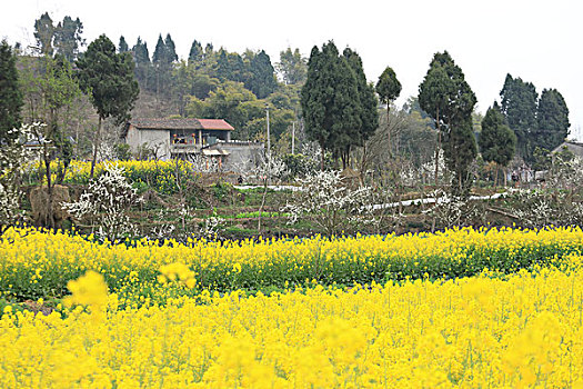 油菜花田