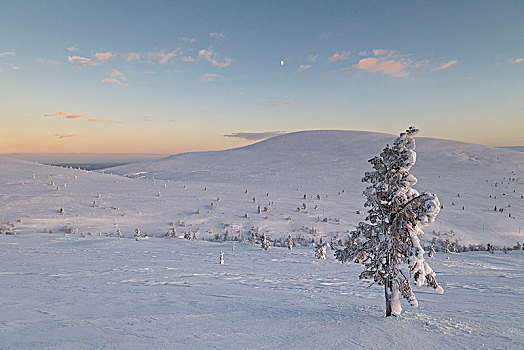 孤单,树,国家公园,拉普兰,芬兰,欧洲