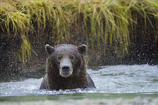 大灰熊,棕熊,抖动,水中,卡特麦国家公园,阿拉斯加