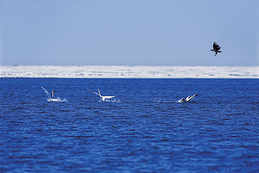 白尾海雕捕天鹅