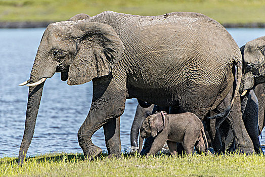 非洲象,老人,青年,乔贝国家公园,乔贝,河,正面,地区,博茨瓦纳,非洲