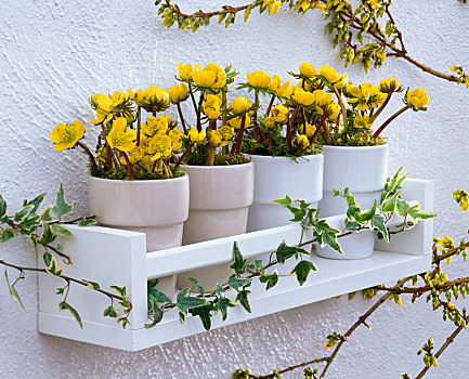 冬菟葵,种植器皿,白色背景,墙壁,架子