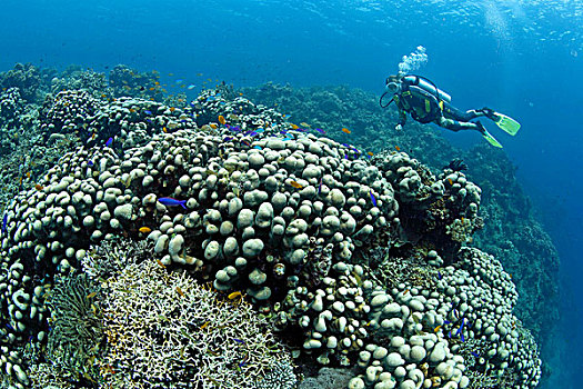 潜水,珊瑚,雀屏珊瑚,宿务岛,省,菲律宾,亚洲