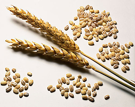 荞麦,穗,谷物