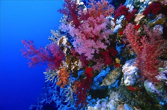 红色,软,树,珊瑚,软珊瑚,红海,埃及,非洲
