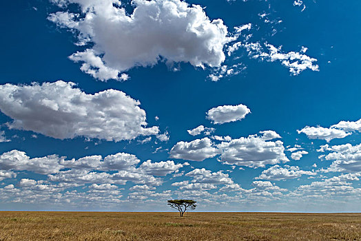 广阔的非洲草原一棵树