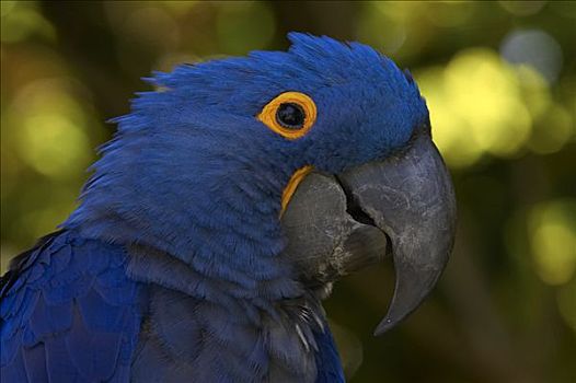 紫蓝金刚鹦鹉,肖像,濒危,南美