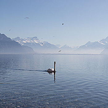 一个,天鹅,海鸥,水,日内瓦湖