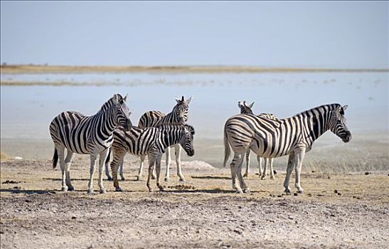 斑马,站立,正面,盐滩,埃托沙国家公园,纳米比亚,非洲