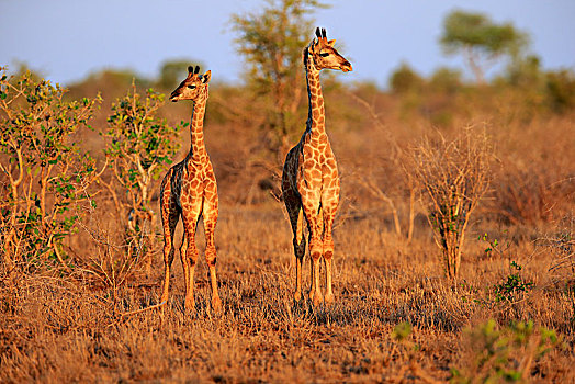南方,长颈鹿,两个,小动物,警惕,克鲁格国家公园,南非,非洲
