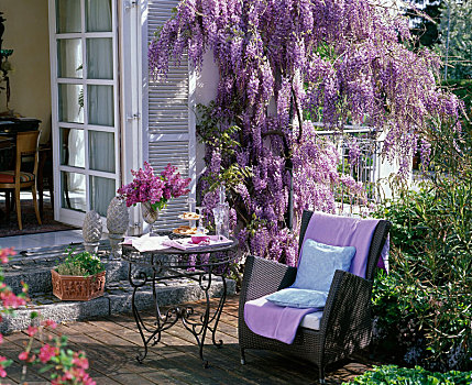 紫藤,墙壁,桌子,柳条椅