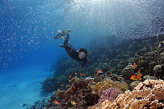 潜水,珊瑚礁,红海,埃及,非洲