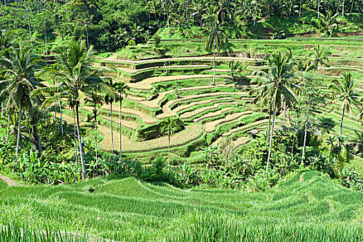 稻米梯田,靠近,巴厘岛,印度尼西亚,亚洲