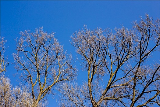 空,枝条,树,蓝天,自然,春天,背景