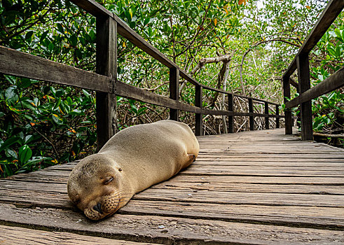 海狮,加拉帕戈斯海狮,睡觉,红树林,树林,小路,岛屿,加拉帕戈斯,厄瓜多尔,南美