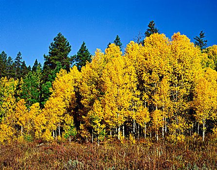 美国,科罗拉多,落基山国家公园,白杨,黄色