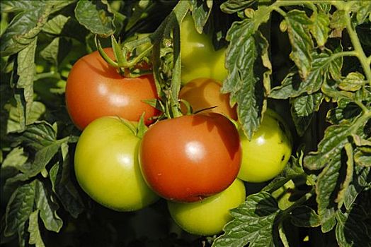 不熟,成熟,西红柿,番茄,德国,欧洲