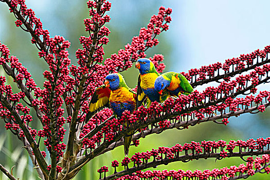 彩虹,彩虹鹦鹉,三个,伞,树,阿瑟顿高原,昆士兰,澳大利亚