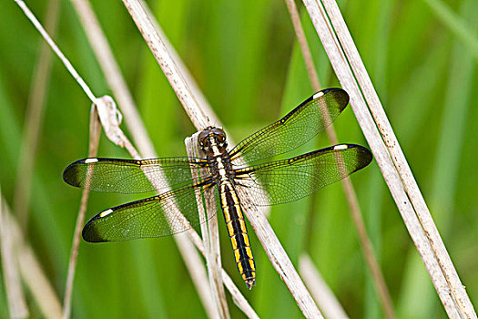 蜻蜓,蜻属,雌性,栖息,靠近,湿地