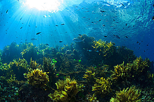 阳光,光泽,鱼,海藻,清水,靠近,穷,岛屿,北岛,新西兰