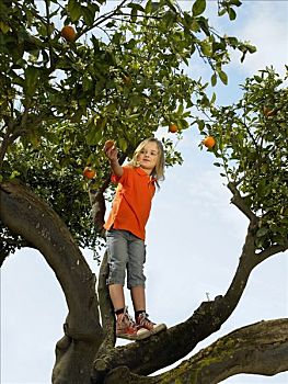 女孩,5-7岁,站立,橘树,橙色,阿利坎特,西班牙