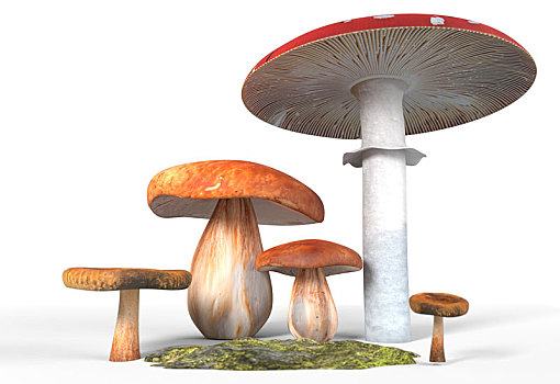 牛肝菌,白毒蝇鹅膏菌,蘑菇,苔藓,隔绝,白色背景,插画
