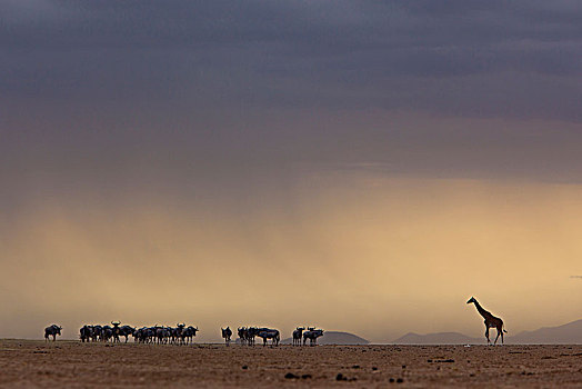 孤单,长颈鹿,角马,远景,肯尼亚