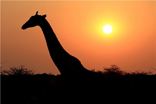 长颈鹿,国家级保护区