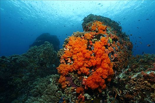 水下,景色,珊瑚,珊瑚礁,许多,红色,鱼,冈加,岛屿,螃蟹船,北苏拉威西省,印度尼西亚,摩鹿加群岛,海洋,太平洋,亚洲